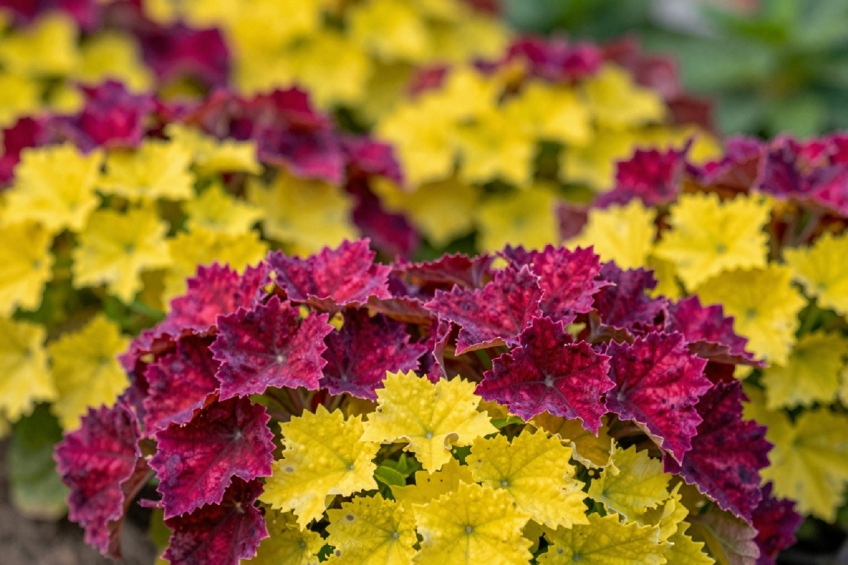 12 piante perenni a bassa manutenzione che prosperano senza bisogno di attenzioni