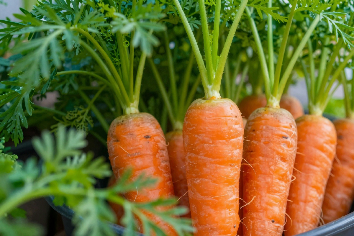Come coltivare carote in contenitori per un raccolto gustoso quasi ovunque