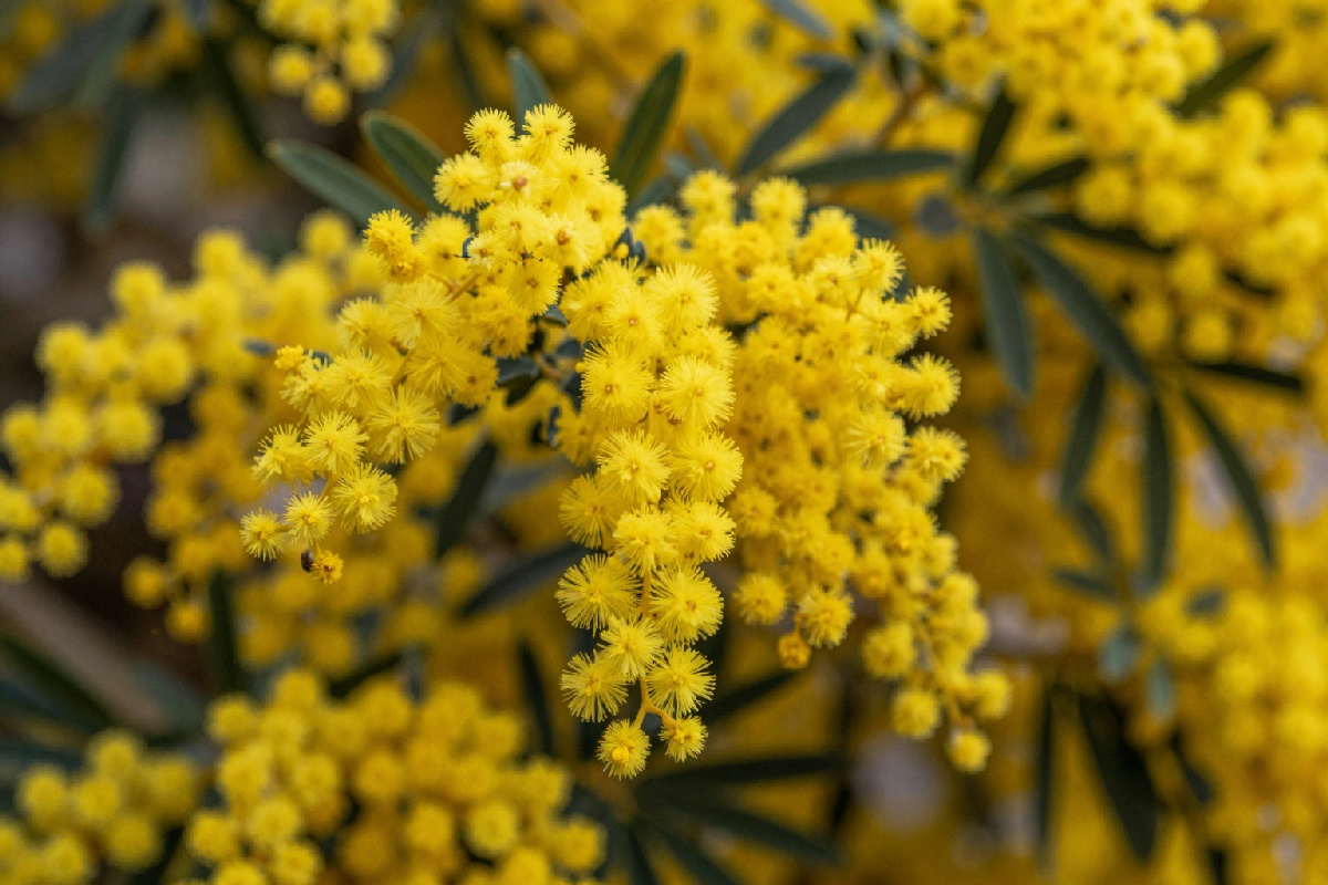 Colorare il paesaggio in giallo: scopri la capitale italiana della mimosa alla fine dell'inverno