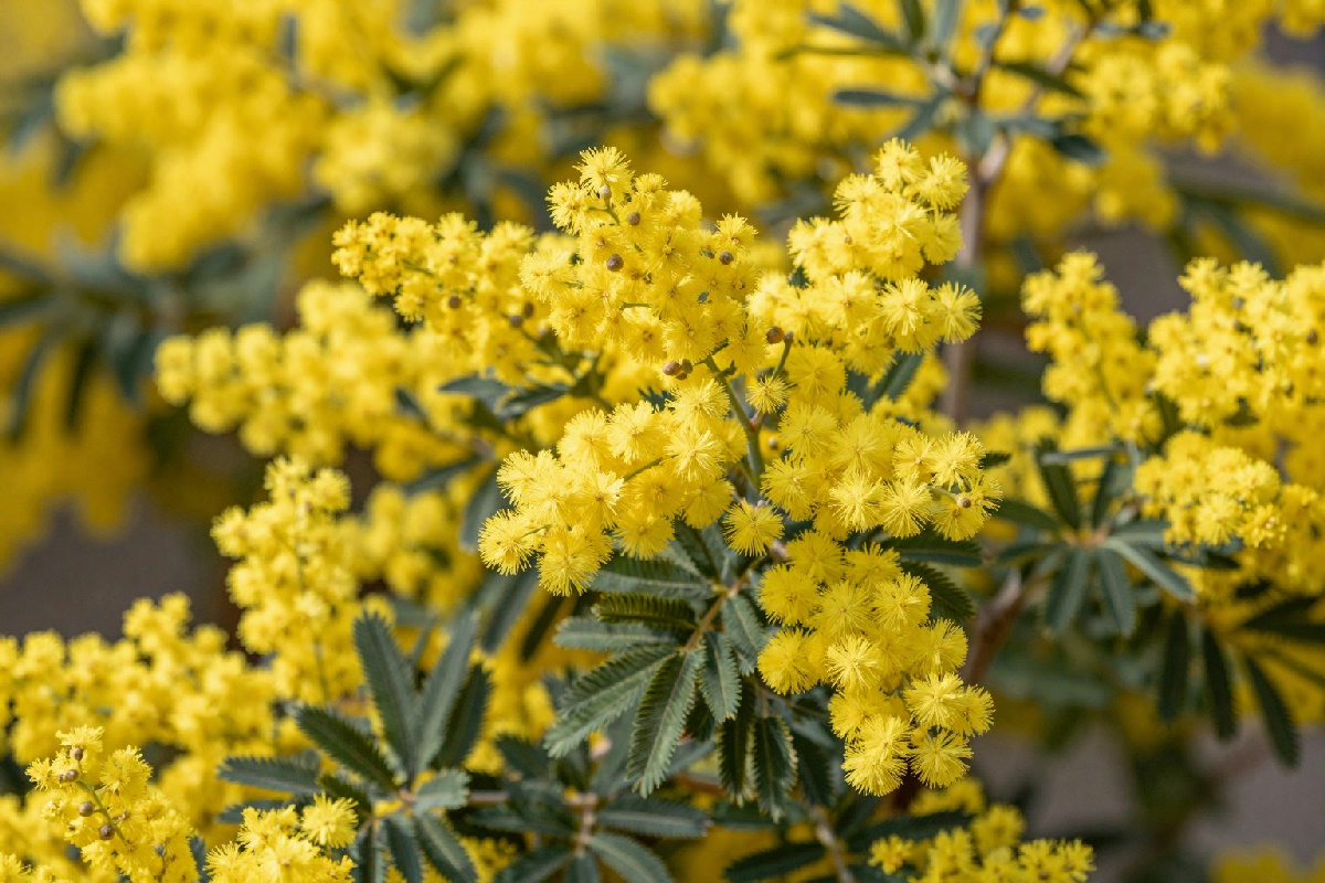 Mimose: varietà che arricchiscono il tuo spazio verde con eleganza e colori naturali