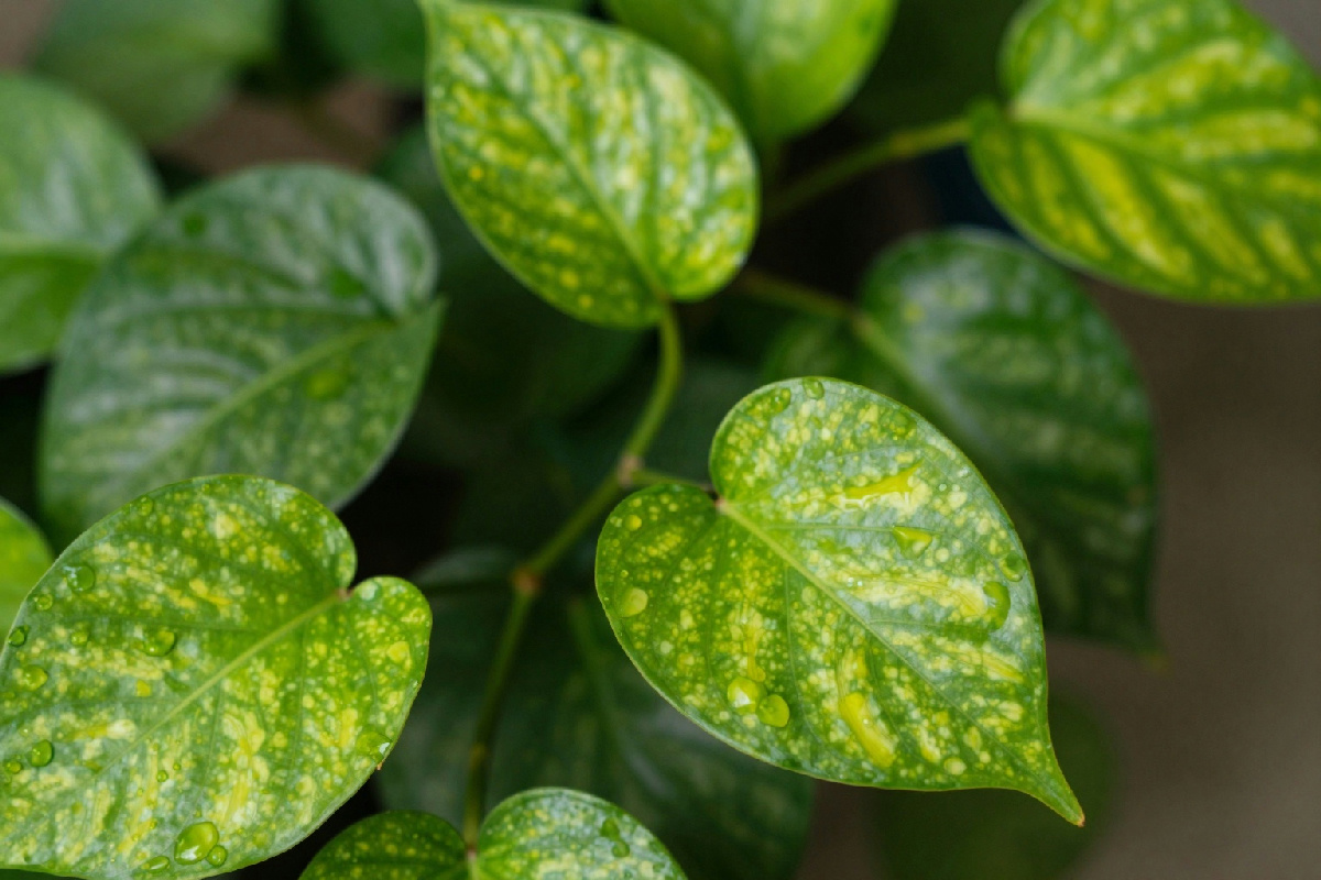 Perché le foglie del Pothos diventano piccole e perdono le venature nel tempo e come rimediare?